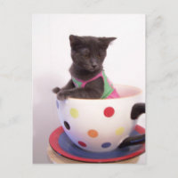 arys kitten