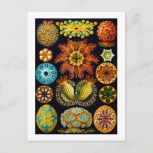 Carte Postale Ascidiacea (Equipes de mer), Ernst Haeckel Fine Ar