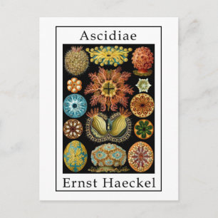 Carte Postale Ascidiae par Ernst Haeckel