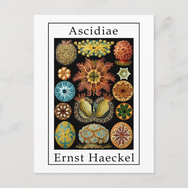 Carte Postale Ascidiae par Ernst Haeckel (Devant)