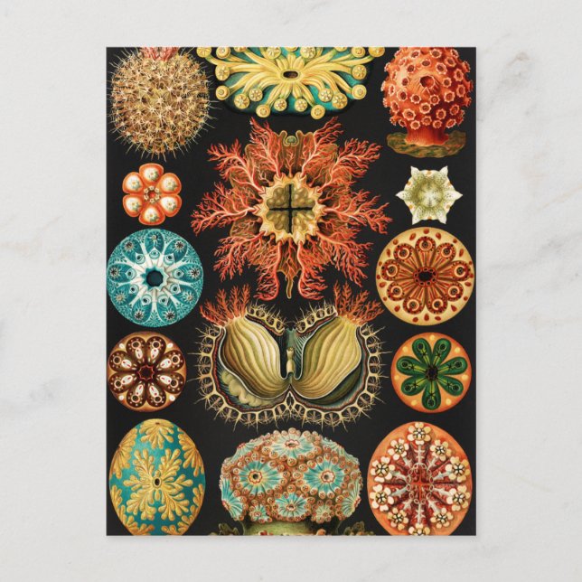 Carte Postale Ascidiae, Seescheiden Marine Life par Ernst Haecke (Devant)