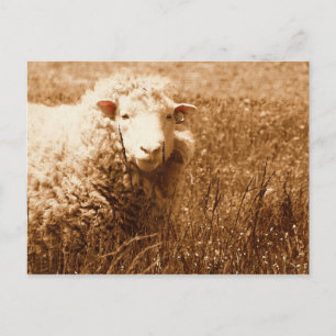 Carte Postale Ashley à Sepia