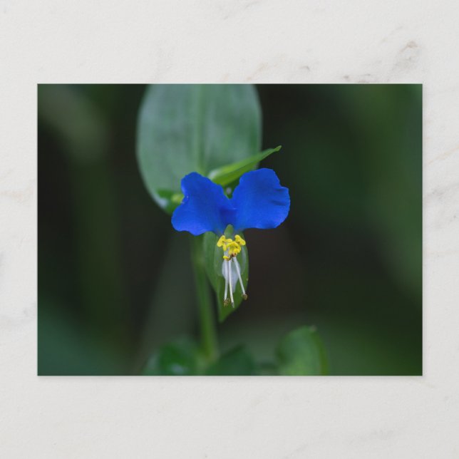 Carte postale Asiatique Fleur sauvage bleu Dayflow (Devant)