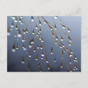 Carte Postale Asie, Chine   Huansan, Dewdrops