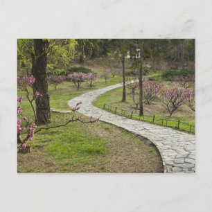 Carte Postale Asie, Chine, Pékin. Floraison printanière le long