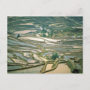 Carte Postale Asie, Chine. Rizières inondées près de Nano