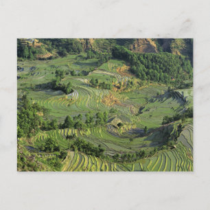 Carte Postale Asie, Chine, Yunnan, Yuanyang. Motif de vert 2