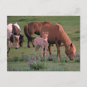 Carte Postale Asie, Mongolie, Désert de Gobi. Chevaux sauvages