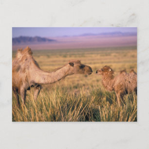 Carte Postale Asie, Mongolie, Désert de Gobi, Grand Gobi