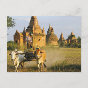 Carte Postale Asie, Myanmar (Birmanie), Bagan (Pagan). Un chario