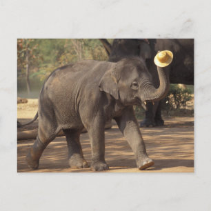 Carte Postale Asie, Thaïlande, Lampang S'inclinant avec chapeau 