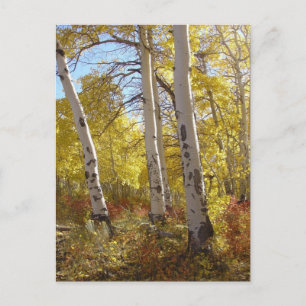 Carte postale Aspen automne
