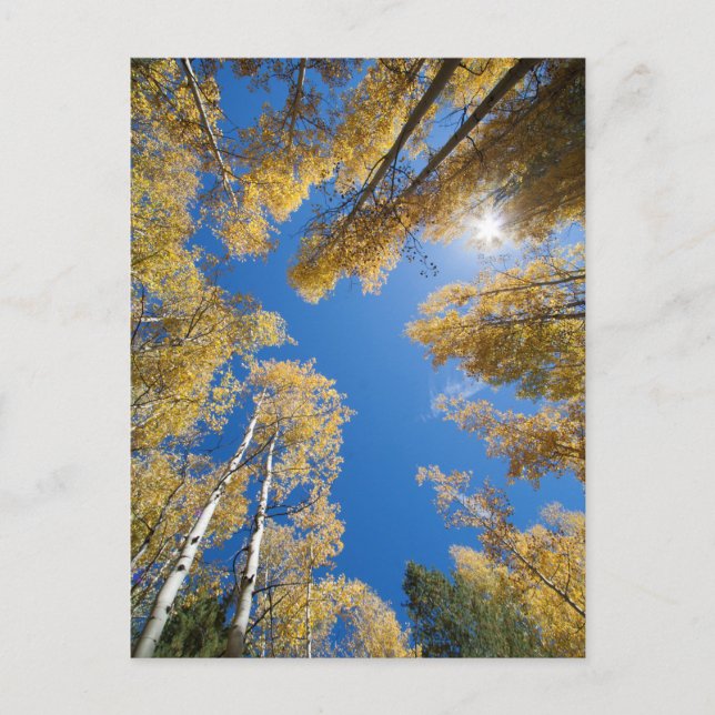 Carte Postale Aspen est tout autour (Devant)