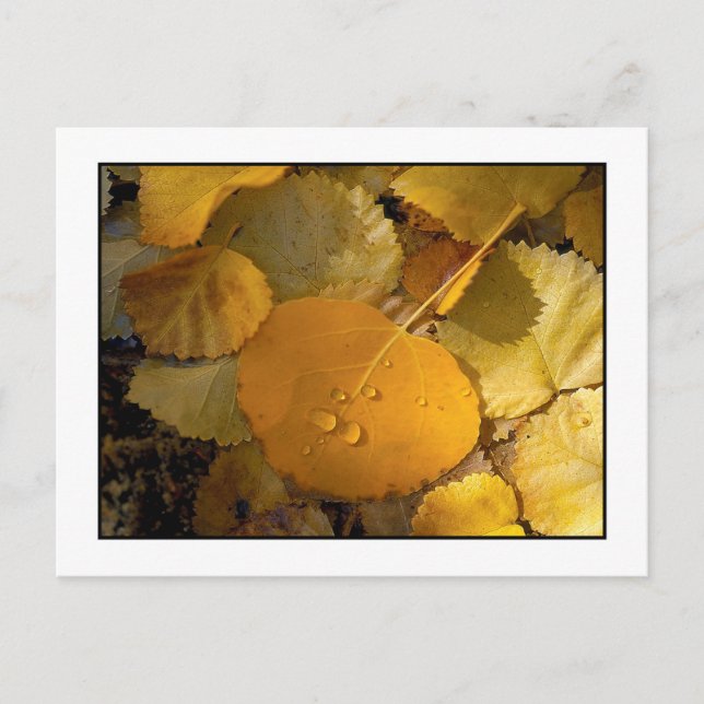 Carte Postale "Aspen Feuille - Rock Creek Canyon" (Devant)