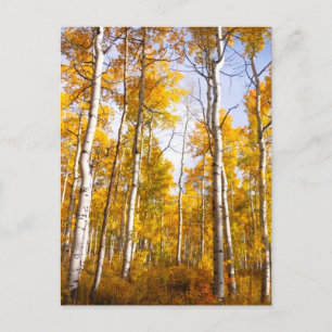Carte Postale Aspen Groove Feuilles de automne jaunes