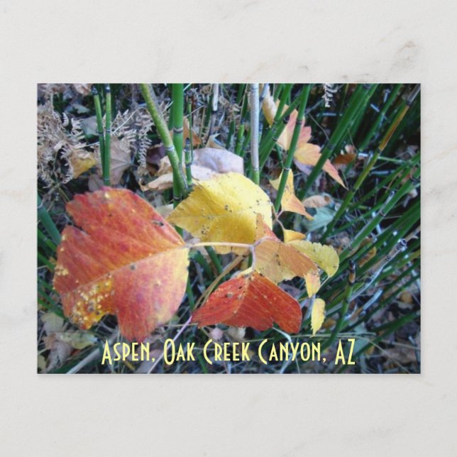 Carte Postale Aspen, Oak Creek Canyon, AZ (Devant)