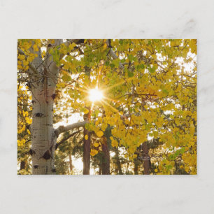 Carte Postale Aspen Trees Automne Chute Foliting Sunburst
