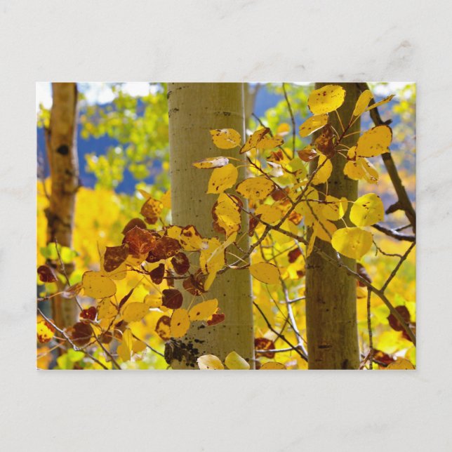 Carte Postale Aspens au Nouveau-Mexique (Devant)