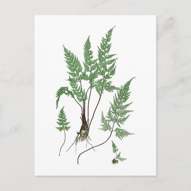 Carte Postale Asplenium adiantum nigrum (Devant)