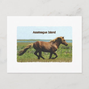 Carte Postale Assateague Island (logo de l'étalon courant)