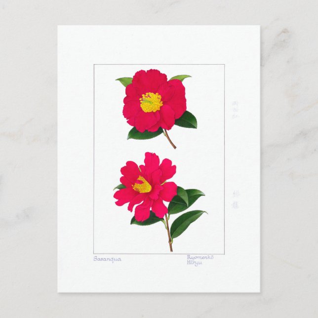 Carte Postale Assemblage Sasanqua : Ryomenko & Hiryu  (Devant)