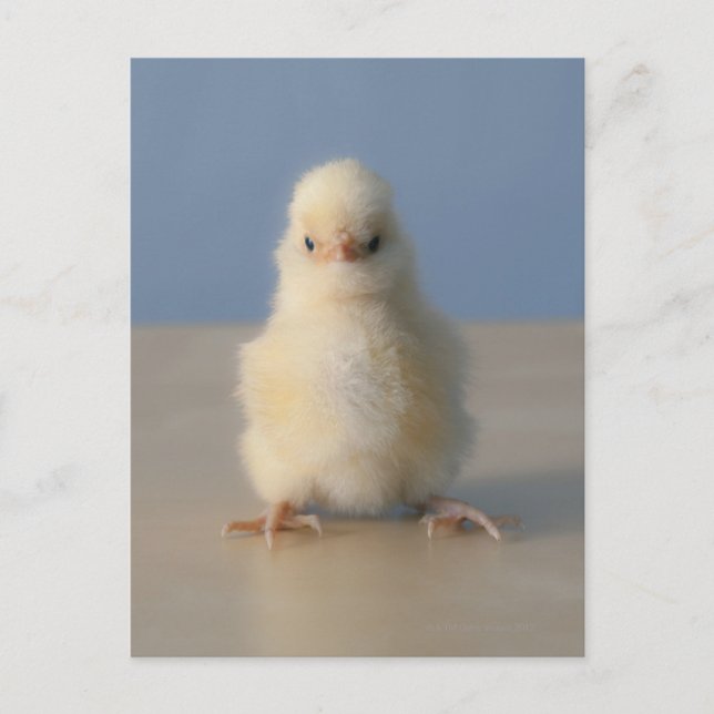 Carte Postale Assis bébé poulet jaune, 3 jours (Devant)