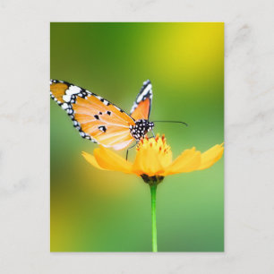 Carte Postale Assis petit papillon sur une fleur