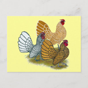 Carte Postale Assortiment de Sebright Rooster