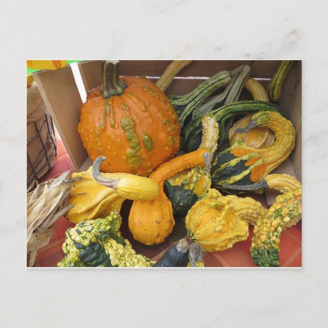 Carte Postale Assortiment Gourd (Devant)