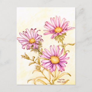 Carte Postale Aster à fleur d'eau aquarelle botanique