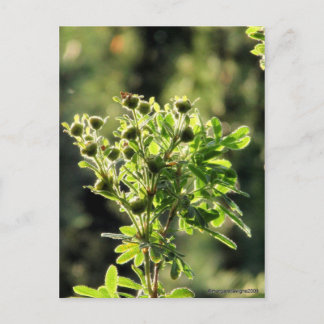 Carte Postale Aster Buds