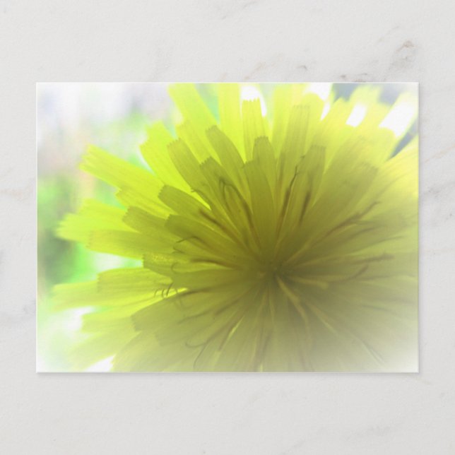 Carte Postale Aster Dandelion Jaune au soleil (Devant)