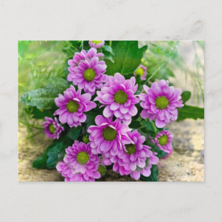 Carte Postale Astéracées roses