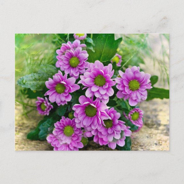 Carte Postale Astéracées roses (Devant)
