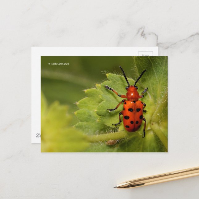Carte Postale Astéros tachetés sur le manteau de la dame (Devant/Arrière en situation)