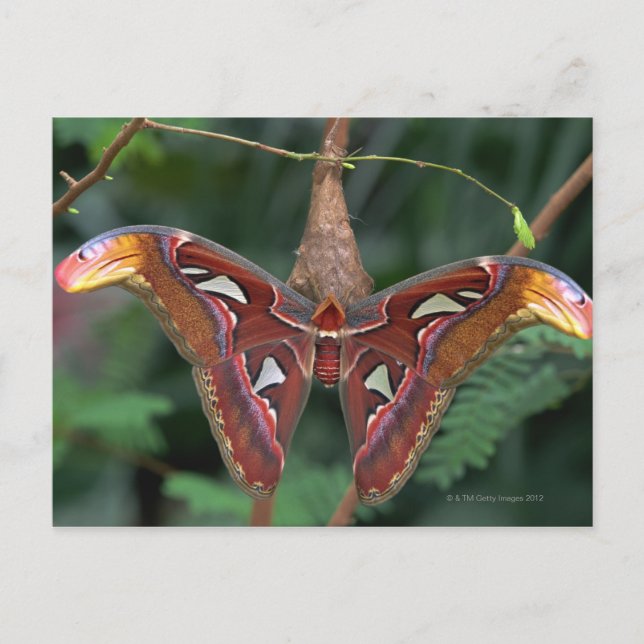 Carte Postale Atlas Moth (Devant)