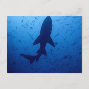 Carte postale Attaque de requin