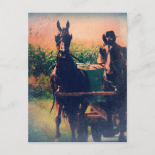Carte Postale Attelage de chevaux Amish