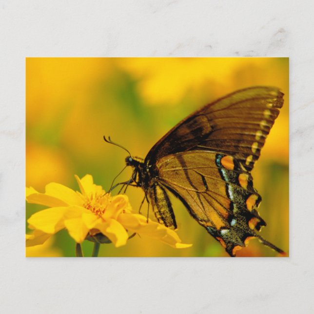 Carte Postale Atterrissage doux (Devant)