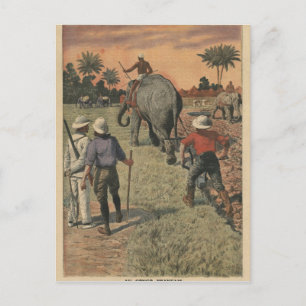 Carte Postale Au Congo français, l'éléphant s'est entraîné à lab