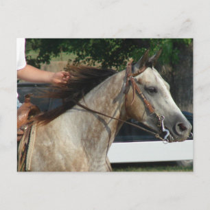 Carte Postale Au Horse Show