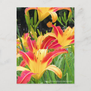 Carte Postale Au jour le jour : Hemerocallis "Bonanza" [Carte po