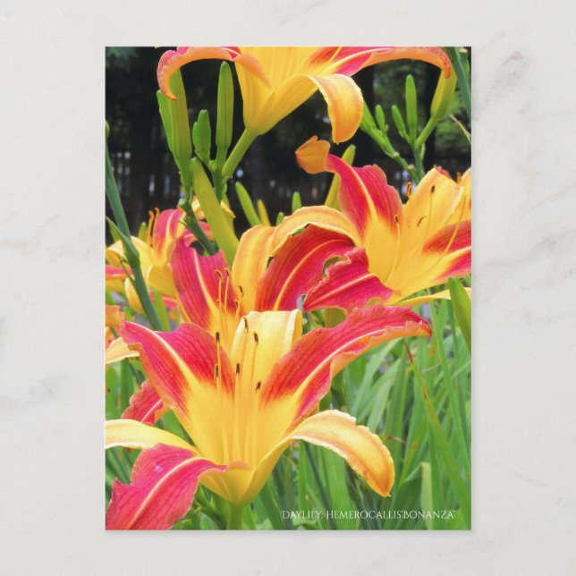 Carte Postale Au jour le jour : Hemerocallis "Bonanza" [Carte po (Devant)