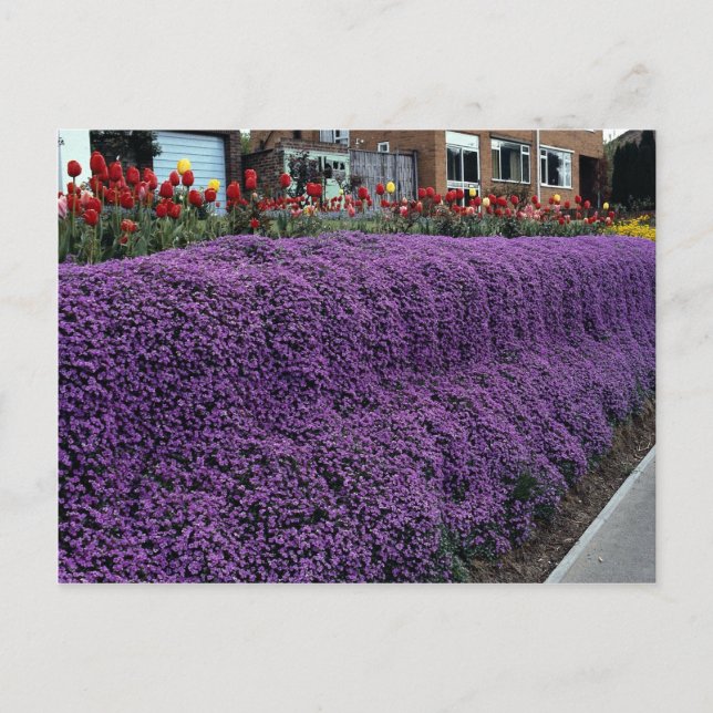 Carte Postale Aubreitta banque avec Alyssum saxatile et tulipes (Devant)