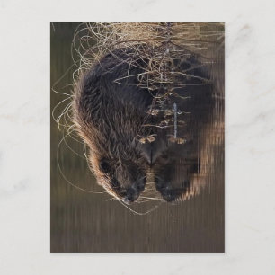 Carte Postale Aucune résolution supérieure disponible. Beaver_ph