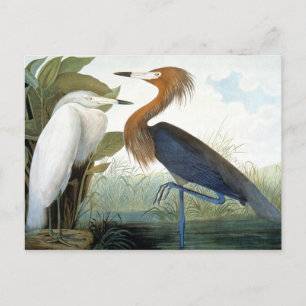 Carte Postale Audubon : Aiguille Rougeâtre Ou Héron Violet