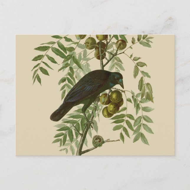Carte Postale Audubon American Crow Black Bird (Devant)