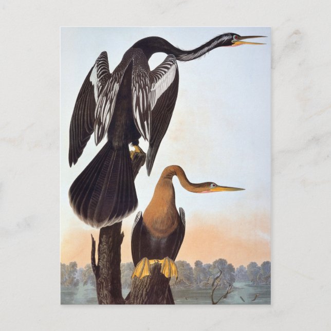 Carte Postale Audubon : Anhinga (Devant)