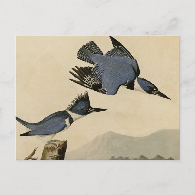 Carte Postale Audubon Belted Kingfisher Wildlife Bird (Devant)
