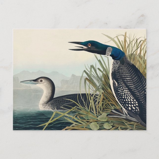Carte Postale Audubon Bird Loon Diver Classic (Devant)